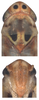 Head on Arboridia (Arboridia) kakogawana (Matsumura, 1932): Head. (Observation).