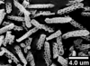 Brochosomes on Dichrophleps Stål, 1869: DP3 | Guyana, Kamakusa | AMNH. (Observation).
