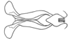 Aleuas vitticollis Stål, 1878: Fig. 34F. endophallus, dorsal view. (Otu).