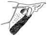 Plastocorypha nigrifrons (Redtenbacher, 1891): Fig. 36. head, lateral view. (Otu).