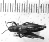 CollectionObject 1530196; a969ab1c-1128-4aef-9943-4abcd212a2b8: Image Carbonell, C.S. female, dorsal view (syntype). (CollectionObject).