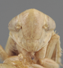 Head on Athysanella (Gladionura) molesta Ball & Beamer, 1940: Head. (Observation).