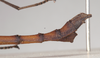 CollectionObject 1557738; NHMUK(SF IMPORT DUPLICATE) 844588, 3001684b-8f31-44c7-97e9-d3433e8d3ae7: copyright Natural History Museum, London. male: end of abdomen, lateral view (holotype). (CollectionObject).