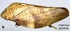 Habitus, lateral view: !! display not done !! on Cephisus siccifolia (Walker, 1851): (Observation).