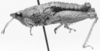 CollectionObject 1525613; fb000b7e-a3d8-4bbf-8290-ee6956a9876c: male, lateral view (holotype). (CollectionObject).