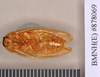 Phlebonotus pallens (Serville, 1831): Holotype, male, ventral. BMNH(E)#878069. (Otu).