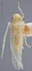 Habitus, dorsal view: !! display not done !! on Matsumurasca (Solanasca) solana (DeLong, 1931): Dorsal. (Observation).