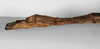 CollectionObject 1561532; c4f6dfcd-dad5-4c04-98d9-b5ed3ca83042: copyright ZMB, Berlin. female: end of abdomen, lateral view of Haplopus eucnemis (holotype). (CollectionObject).