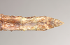 CollectionObject 1558679; 949218be-143d-41b8-a0d2-ecf7be6ac7c4: copyright Natural History Museum, London. female: end of abdomen, dorsal view (holotype). (CollectionObject).
