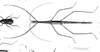 Spinonemia chilensis (Westwood, 1859): Blanchard, 1851. Bacunculus spatulata [= chilensis] female. (Otu).