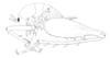 Ceuthophilus (Ceuthophilus) walkeri Hubbell, 1929: Fig. 356. male habitus. (Otu).