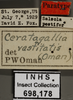Other on Ceratagallia vastitatis (Oman, 1933): Labels. (Observation).