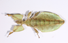 CollectionObject 1591407; 5e1b48b6-a134-4cbc-81c7-04a5016d50fe: copyright ISAS Yunan. female, ventral view (holotype). (CollectionObject).