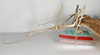 CollectionObject 1557425; 2b097204-6d6d-41fd-a339-280c85ea5c04: copyright ZMB, Berlin. male: head and thorax, lateral view of synonym Haplopus ceratophyllus (syntype). (CollectionObject).;CollectionObject 1557426; c4b643df-7950-47f4-b9fd-d880ccb56f72: copyright ZMB, Berlin. male: head and thorax, lateral view of synonym Haplopus ceratophyllus (syntype). (CollectionObject).