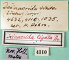 CollectionObject 1500214; 789e6af5-61c5-4cc3-8c29-7ca8850f7a30: labels (syntype of Hemideina ligata). (CollectionObject).