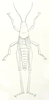 Zonocerus elegans elegans (Thunberg, 1815): Pl. III, 19. female, dorsal view. (Otu).