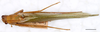 Elbenia makilingae Hebard, 1922: male, dorsal habitus, scale bar: 5 mm, Mount Makiling, UPLBMNH. (Otu).