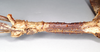 CollectionObject 1557415; 763340e1-94e5-46cf-925e-ed807ebb70d3, NHMUK(SF IMPORT DUPLICATE) 844927: copyright Natural History Museum, London. female: head and thorax, lateral view (holotype). (CollectionObject).