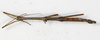 CollectionObject 1557314; 45f89d24-1a96-4478-9e78-82cb6e4f0af8: copyright NMW, Vienna. male, dorsal view (holotype). (CollectionObject).
