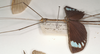 CollectionObject 1561391; c2b545e0-f65b-445d-8c94-ccf5d98b8b33: copyright OUMNH. male: head and thorax, lateral view of Necroscia zeuxis (syntype). (CollectionObject).;CollectionObject 1561392; 42fc9fba-64dd-45a8-9c4b-d3f6ad783312: copyright OUMNH. male: head and thorax, lateral view of Necroscia zeuxis (syntype). (CollectionObject).