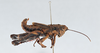 CollectionObject 2868652; 99913d5d-727f-4b39-a0a6-77f7202c854d, CNCI 981385: Traulia orientalis. Lateral view. (CollectionObject).