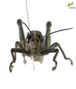 CollectionObject 1849152; e72b6abf-4127-4552-9b34-d3fa3abbe9bf, Unioeste Cascavel K-0563: Male. Frontal view. Code: K-0563. (CollectionObject).