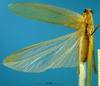 CollectionObject 1521372; 009228f6-be48-4c84-9e02-146f27ee1560: male, dorsal view (holotype). (CollectionObject).