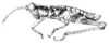 Rhabdophilacris curtipennis Descamps, 1976: Fig. 43. male habitus. (Otu).