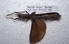 CollectionObject 1576229; 4592d0ec-43d0-477b-89d4-d1c2b60067e1: copyright ZRC, Singapore. female, dorsal view (holotype). (CollectionObject).