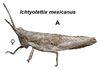 Ichthyotettix mexicanus (Saussure, 1859): female habitus. (Otu).