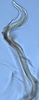 Aedeagus, lateral view: !! display not done !! on Hebata (Hebata) fabalis (DeLong, 1930): (Observation).