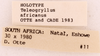 CollectionObject 1522833; c61c29f2-acd7-43cb-ada6-9da17b953d4e: Male, labels (holotype). (CollectionObject).