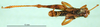 CollectionObject 1501641; 4163fa9f-720f-4d50-8226-ab3f4dae69fe: male, dorsal view (syntype). (CollectionObject).