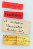 CollectionObject 1506078; 464e72f9-eece-4b52-9955-829c13f06feb: labels (lectotype). (CollectionObject).
