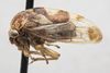Habitus, lateral view on Cyrtolobus gramatanus Woodruff, 1924: (Observation).