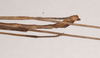 CollectionObject 1562680; 6f7f5019-95bd-4d8e-91c9-7df77099b759: copyright AMSA. male: end of abdomen, lateral view (holotype). (CollectionObject).