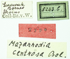 CollectionObject 1532573; 0881e2ee-71ea-4bd7-be48-ba9a1462a294: labels (holotype). (CollectionObject).