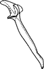 Aedeagus, lateral view on Distantasca tiaca (Dworakowska, 1994): Aedeagus, lateral view. (Observation).
