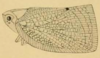Habitus, lateral view: !! display not done !! on Cryptoflata unipunctata (Olivier, 1792): (Observation).