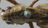 CollectionObject 1539769; 6ef2409b-b1c7-4640-98b1-6213b5ea8b39, MNHN-EO-ENSIF1605: male pronotum dorsal (holotype). (CollectionObject).
