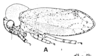 Habitus, lateral view: !! display not done !! on Deiroderes inermis Ramos Alemar, 1957: (Observation).