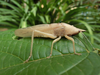 Lanista varelai Bolívar, 1906: male, Nguru Mts, Tanzania. (Otu).