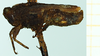 CollectionObject 1587004; 7f3e1e5a-1ffd-4b43-8425-bb7f80abe960, NHMUK010924802: male, lateral view (paratype of Apotettix eurycephalus). (CollectionObject).