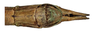 CollectionObject 1597518; QIMR T250918, b9f4e360-c55d-4e8d-a145-d1c3c428db39: copyright QM. male: end of abdomen, ventral view (paratype). (CollectionObject).