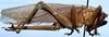 CollectionObject 1522258; 6d02298f-ccf5-4ea1-8bae-c863deec26a3: female, lateral view (holotype). (CollectionObject).