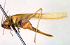 CollectionObject 1502098; 7ac70547-434c-41fd-8aa1-e9e3eff701d0: female, lateral view (syntype). (CollectionObject).