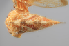 Habitus, dorsal view on Cyrtolobus oblongatus Ball, 1932: (Observation).