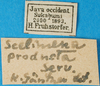 CollectionObject 1501895; d215c061-9337-449a-a472-edd16a27b57f: labels. (CollectionObject).