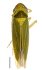 Habitus, dorsal view: !! display not done !! on Hortensia similis (Walker, 1851): Specimen from Parque Nacional do Itatiaia, Southeastern Brazil, by C. M. F. Silva 2014. (Observation).