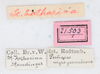 CollectionObject 1560986; NMW 226', 8de495e3-eb6f-4cf5-8b79-e42880f02ec9: copyright NMW, Vienna. female, data labels of Perliodes nigrogranulosus (syntype). (CollectionObject).